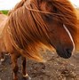 Image result for Race Horse Photography