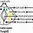 Image result for Guard Cells