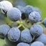 Image result for Caymus Semillon Late Harvest