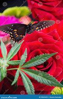 Image result for Weed Roses Art