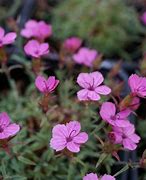 Image result for Dianthus microlepis