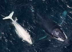 Image result for Albino Whale Beached