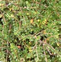 Image result for Cotoneaster adpressus Little Gem
