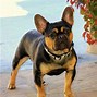 Image result for French Bulldog Breed