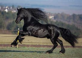 Image result for Friesian Dressage