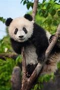 Image result for Panda Bears World