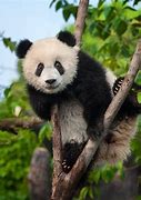 Image result for China Giant Panda