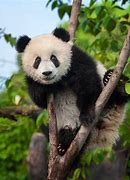 Image result for Giant Panda Sitting