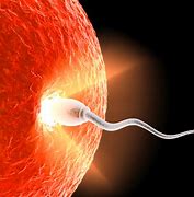 Image result for fertilidad