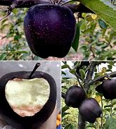 Image result for Diamond Apple Real Life