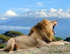 Image result for Amboseli National Park Animals