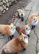 Image result for Chonky Fox