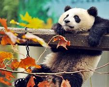 Image result for pandas wallpapers 4k