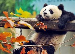 Image result for Panda Boy Wallpaper 4K