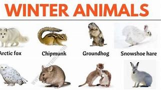 Image result for Animal House for Winter