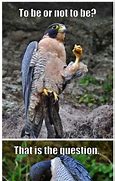 Image result for Awesome Bird Meme