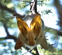 Image result for Bats in Africa