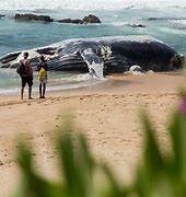 Image result for Whale Carcass Washed Ashore