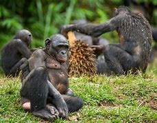 Image result for Bonobo Qi Macaco