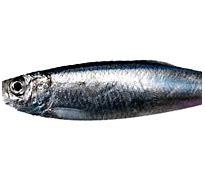 Image result for Sprat Fish PNG