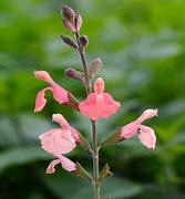 Image result for Salvia microphylla Papajan