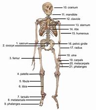 Image result for Skeleton Bones Labeled