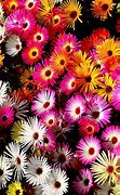 Image result for Ice Plant Seeds