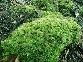 Image result for Fern Moss in Iowa