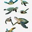 Image result for Free Cartoon Turtle