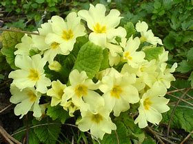 Image result for Primula marginata Kesselrings Variety
