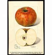 Image result for 20-Ounce Apple's