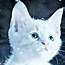 Image result for Beautiful Cats Images