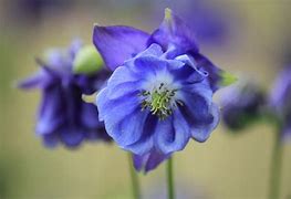Image result for Beautiful Navy Blue Flowers