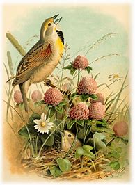Image result for Vintage Bird Art Prints