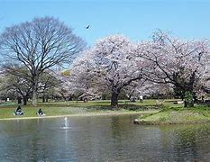 Image result for Yoyogi Park