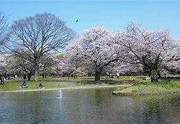 Image result for Yoyogi Park in Tokyo Japan