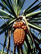 Image result for Pandanus Verecundus