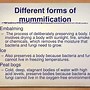 Image result for Mummy Facts for Kids