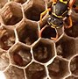 Image result for Hexagons in Nature