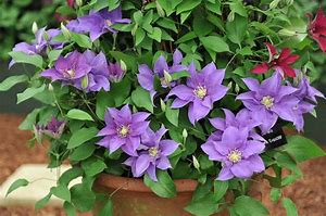 Image result for Lavender Clematis Plant