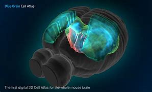 Image result for Brain Cell Universe