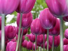 tulipani fiori fiori tulipano fiori di piante tulipani fiori fiori tulipano fiori di piante