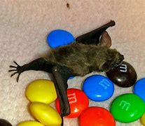 Image result for Cute Little Bats