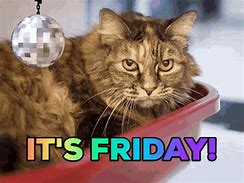 Image result for Friyay Cat