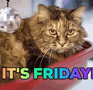 Image result for It's Friday Cat Meme