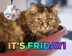 Image result for Black Friday Cat Meme