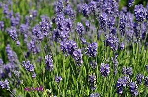 Image result for Lavandula angustifolia Blue Cushion (r)