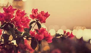 Image result for Beautiful Vintage Flowers Wallpapers