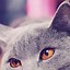 Image result for Cute Cat iPhone Wallpaper