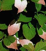 Image result for Actinidia Kolomikta